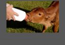 milking-calf